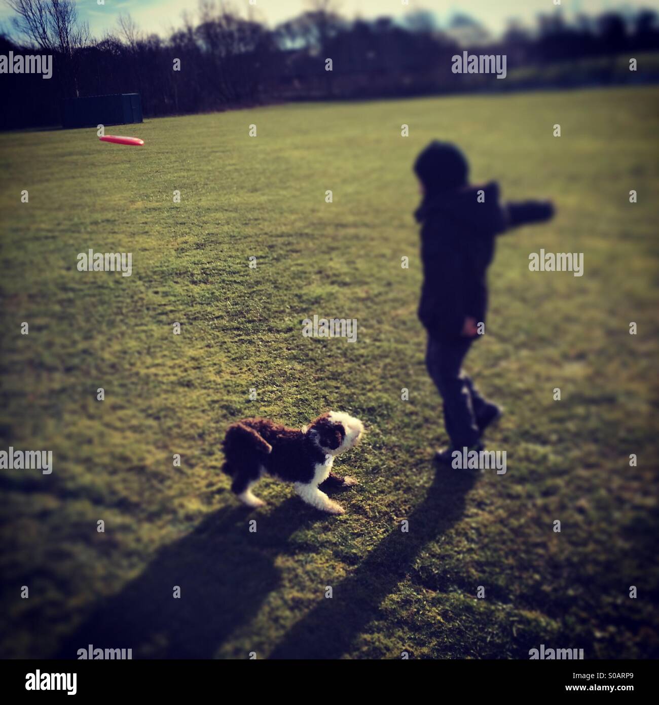 Boy playing frisby fetch with spanish water dog puppy - Smartphone Captured Stock Image