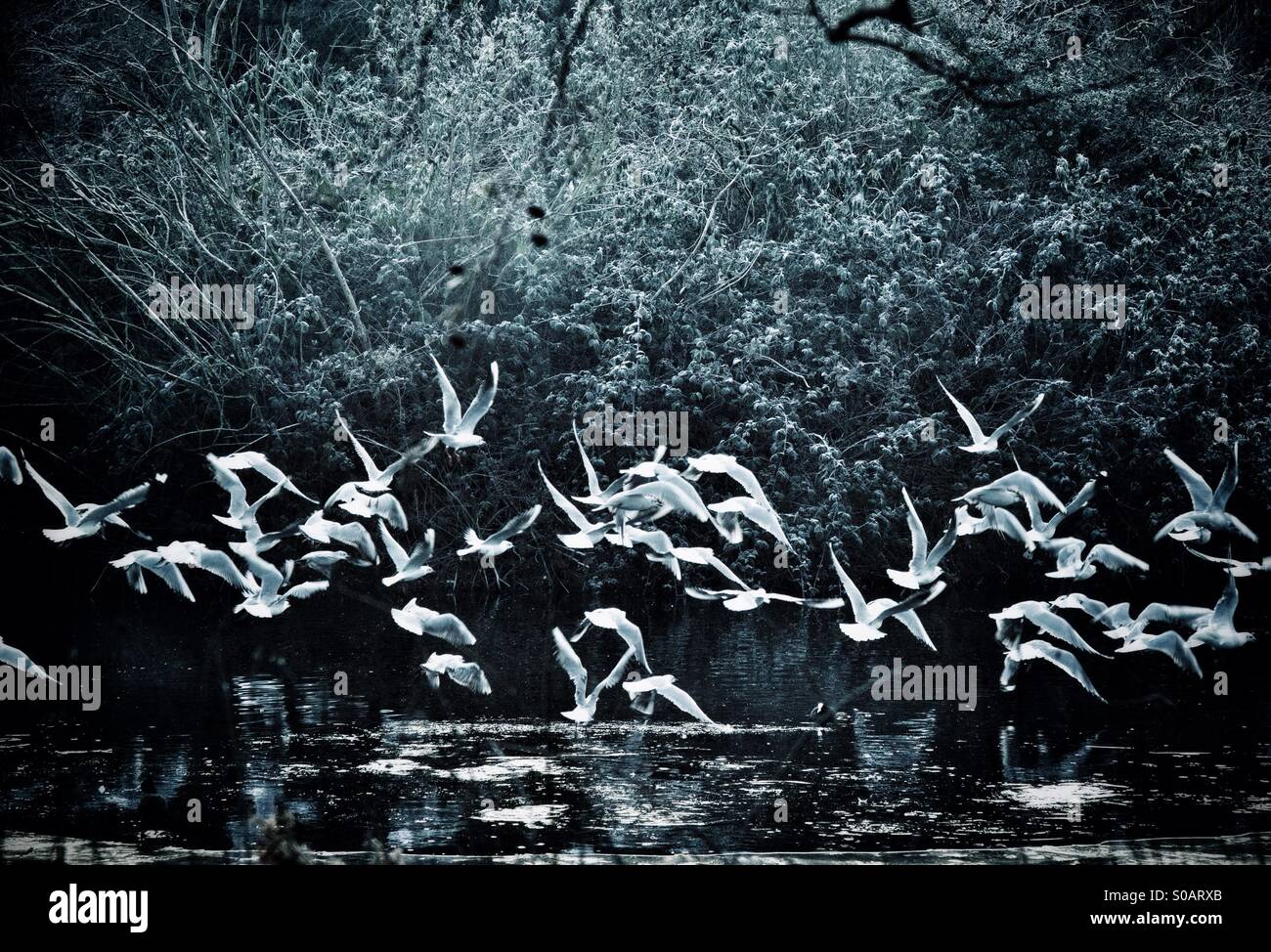 A flock of seagulls fly over a pond - Smartphone Captured Stock Image