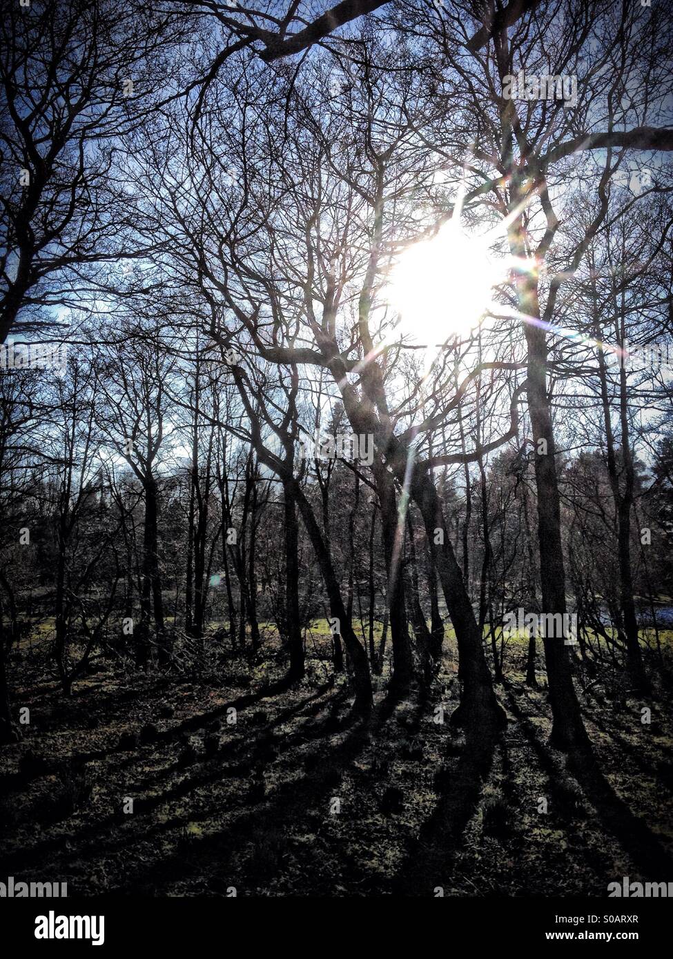 Sun through forest - Smartphone Captured Stock Image