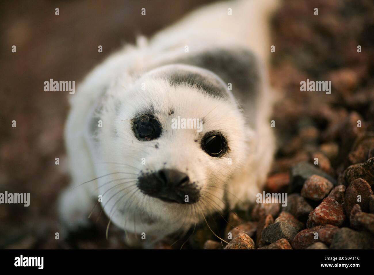 A baby seal pup beached in Nova Scotia Stock Photo