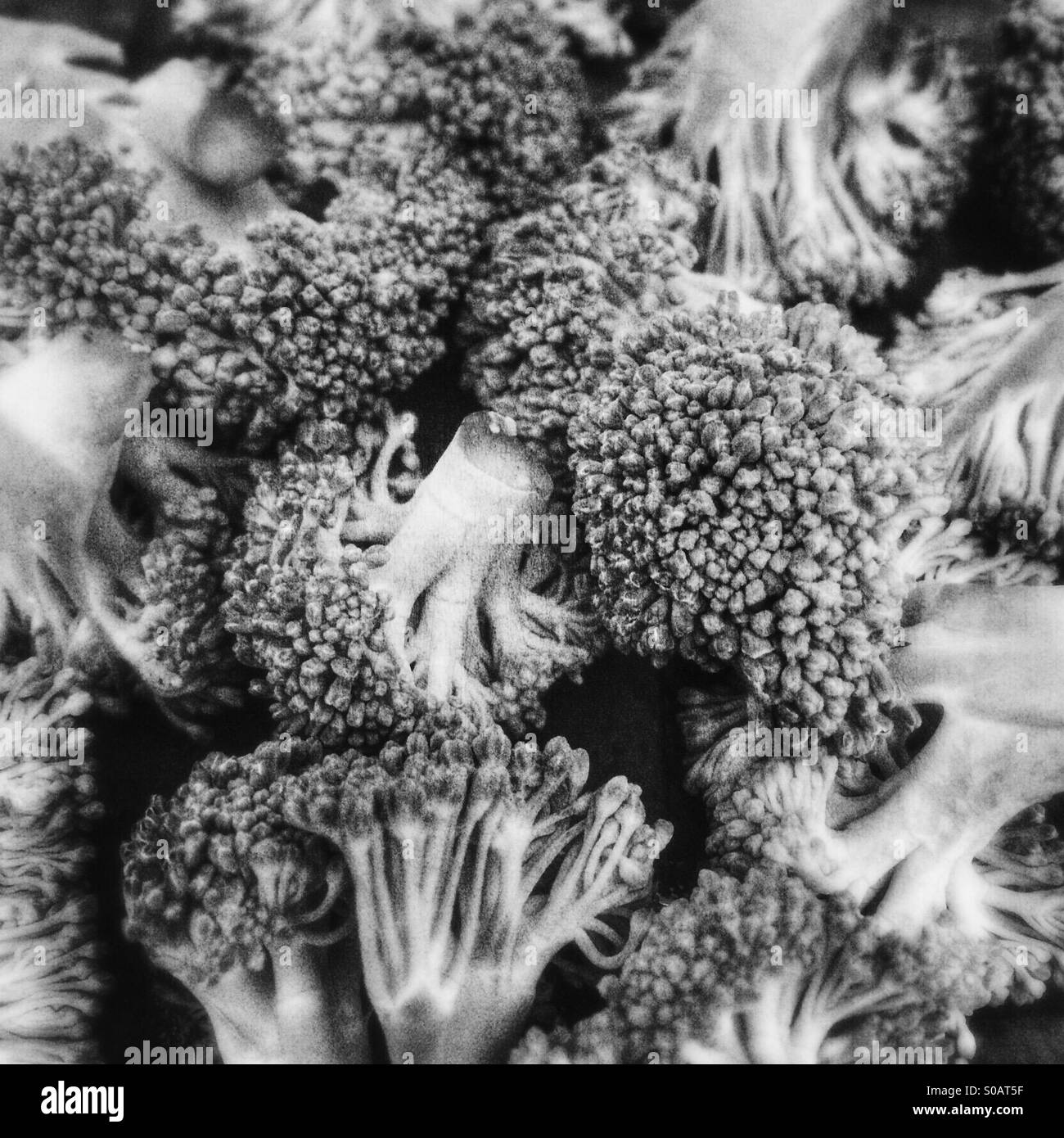 White broccoli Black and White Stock Photos & Images Alamy