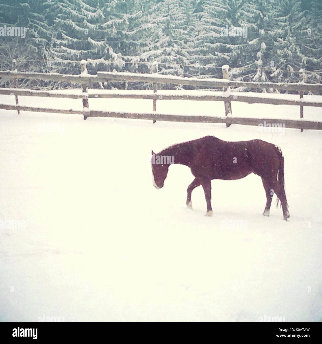 Horse in the snow - Smartphone Captured Stock Image