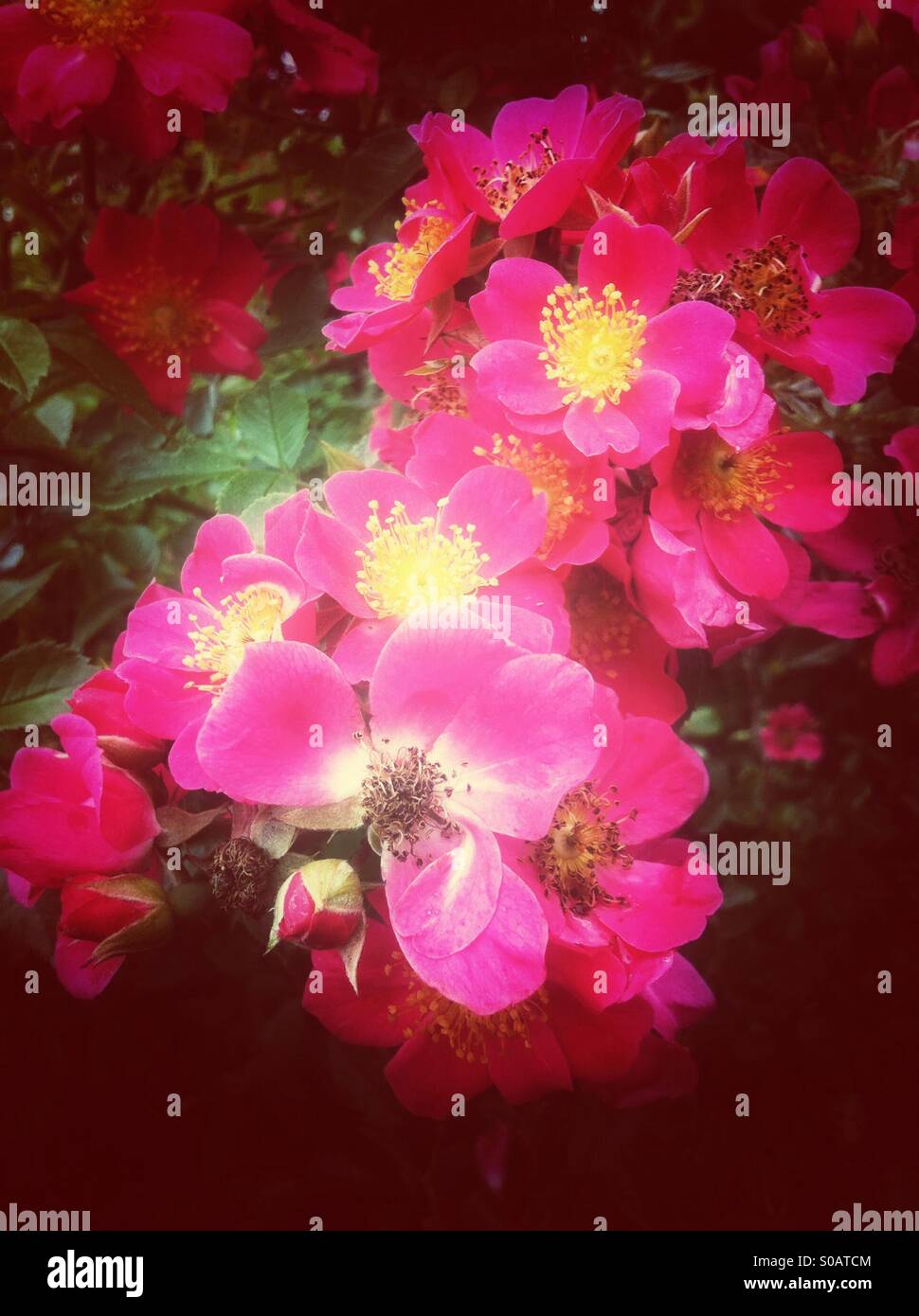 Wild pink roses Stock Photo Alamy