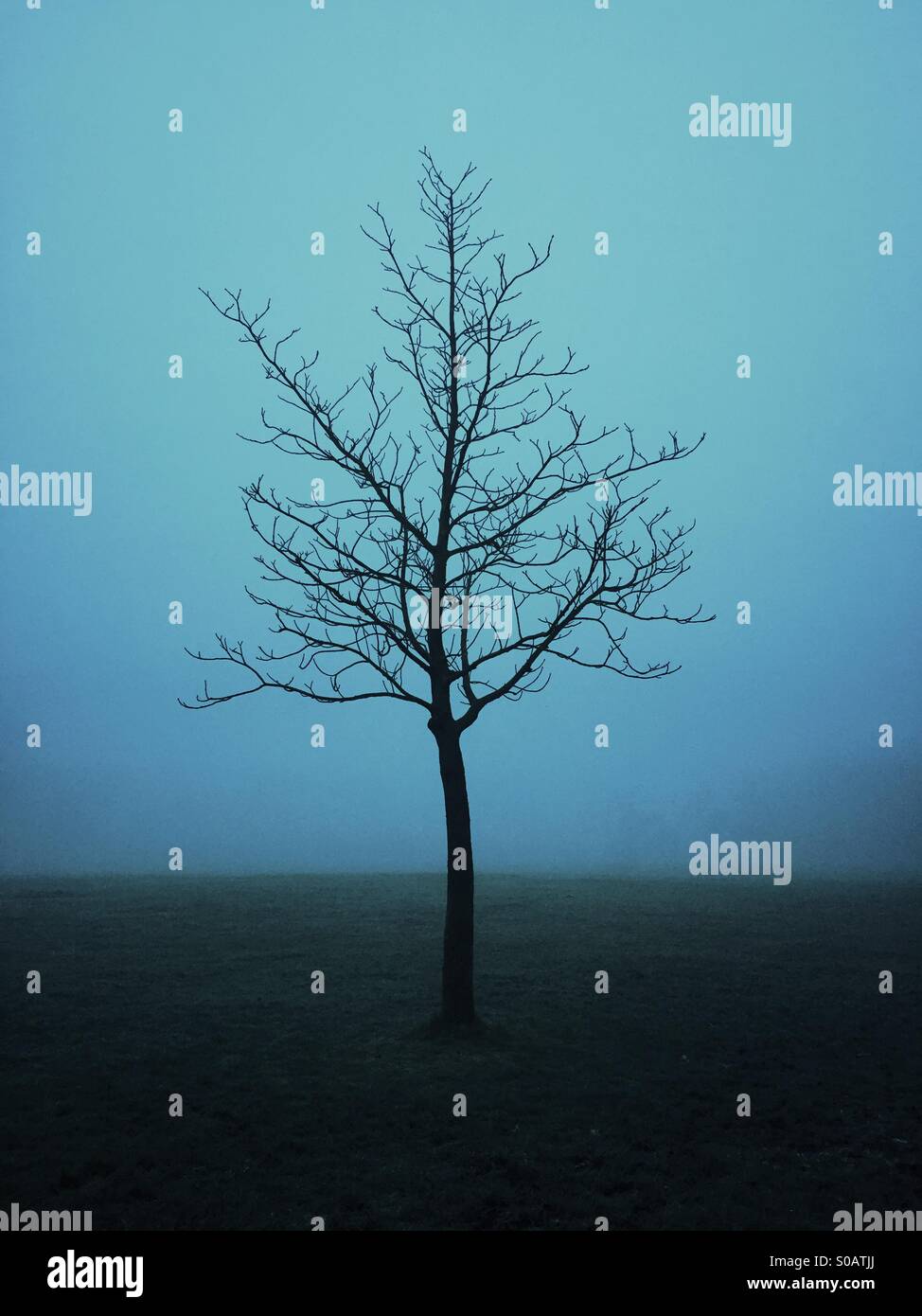 Lonely tree in the fog Stock Photo - Alamy