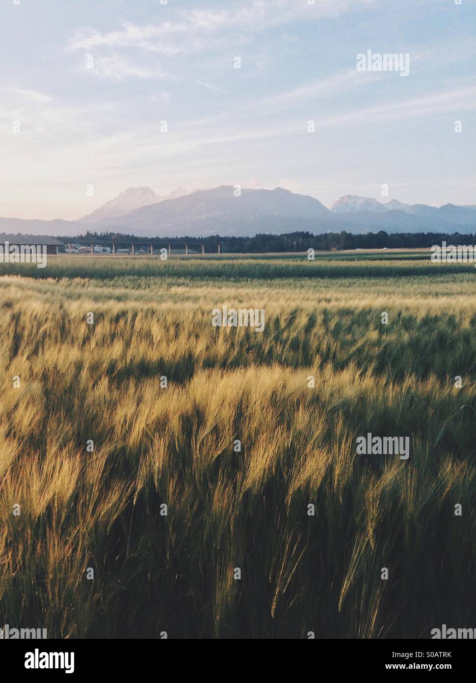 Field of wheat with mountains in the background Stock Photo - Alamy