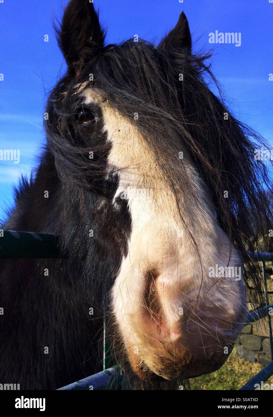 Hairy Horse looking over the gate of a field in Guiseley West Yorkshire - Smartphone Captured Stock Image