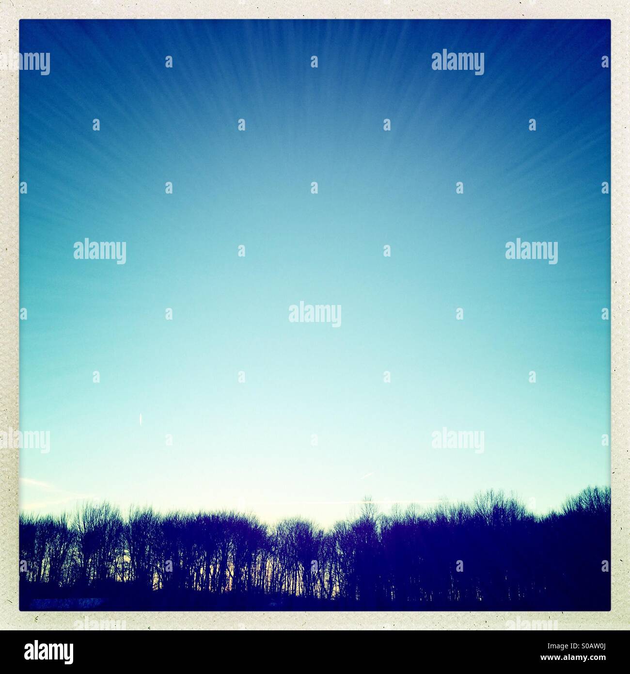 Trees silhouetted against a bright blue sky - Smartphone Captured Stock Image
