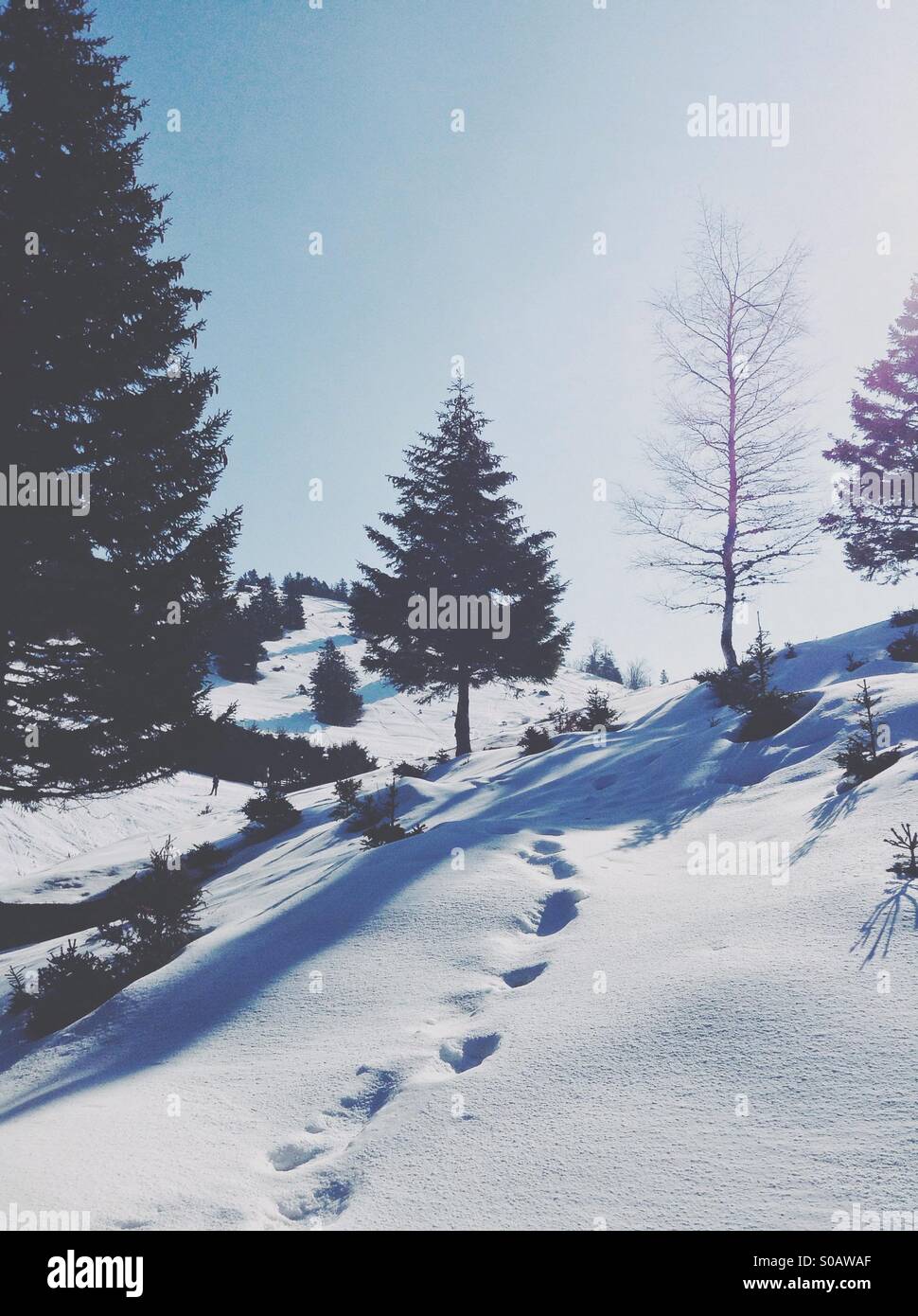 A tree in snowy field Stock Photo - Alamy