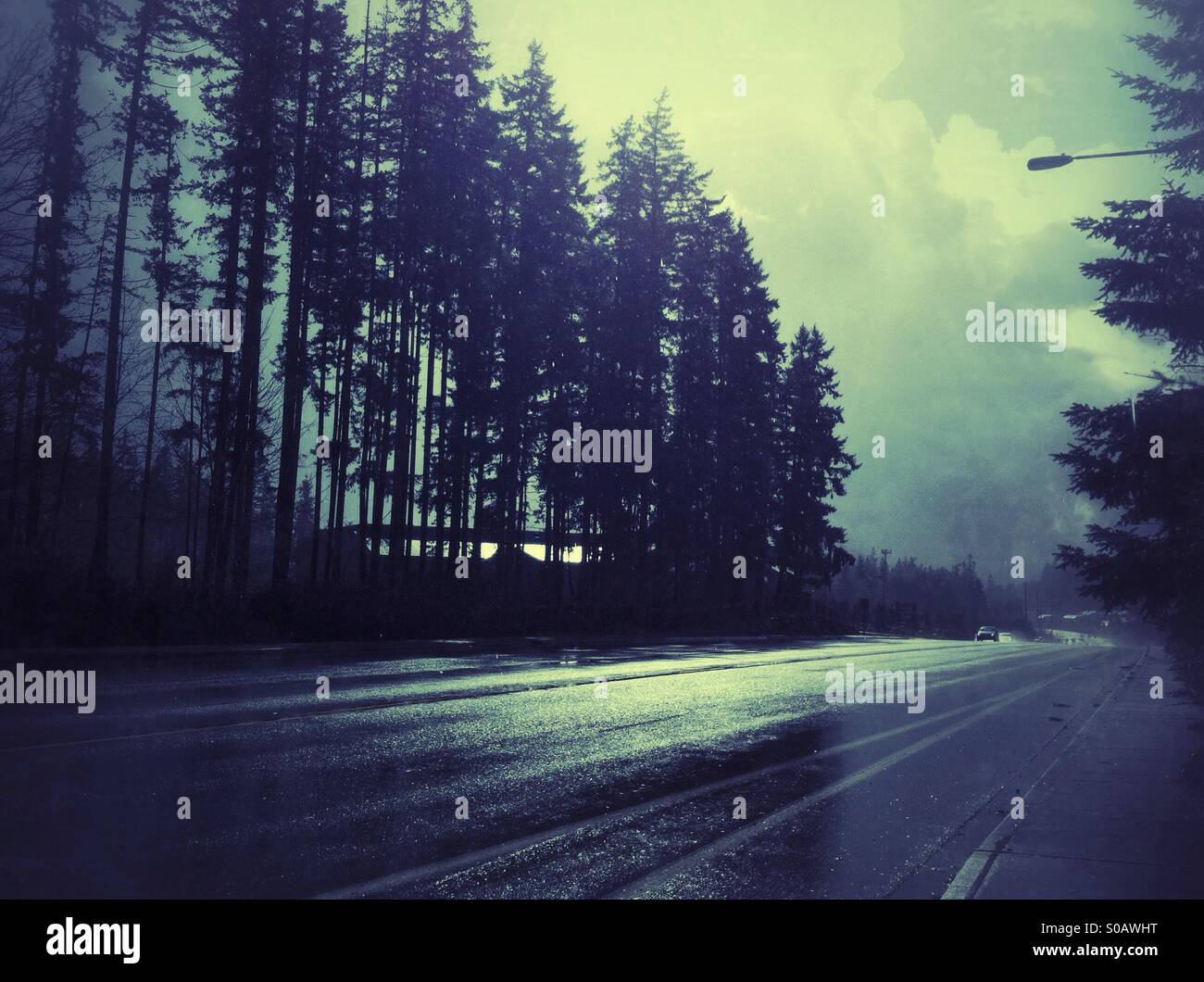Wet road shining between tall evergreen trees - Smartphone Captured Stock Image