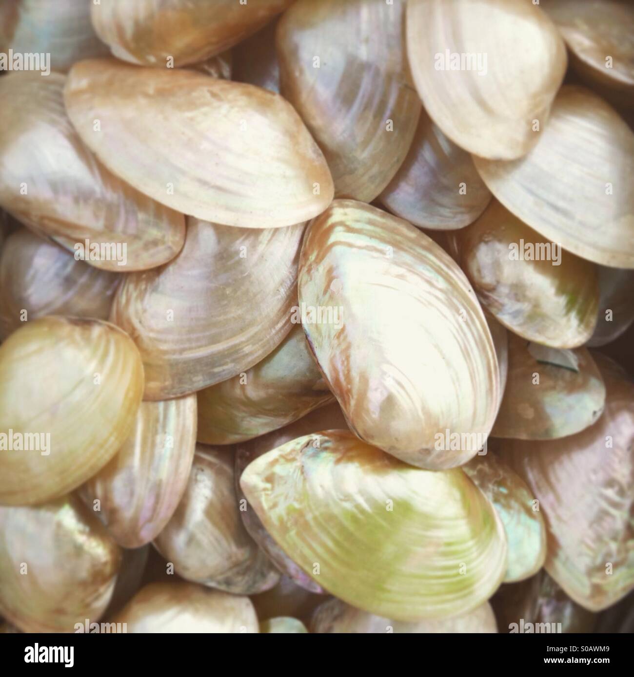 Beautiful shiny shells Stock Photo Alamy