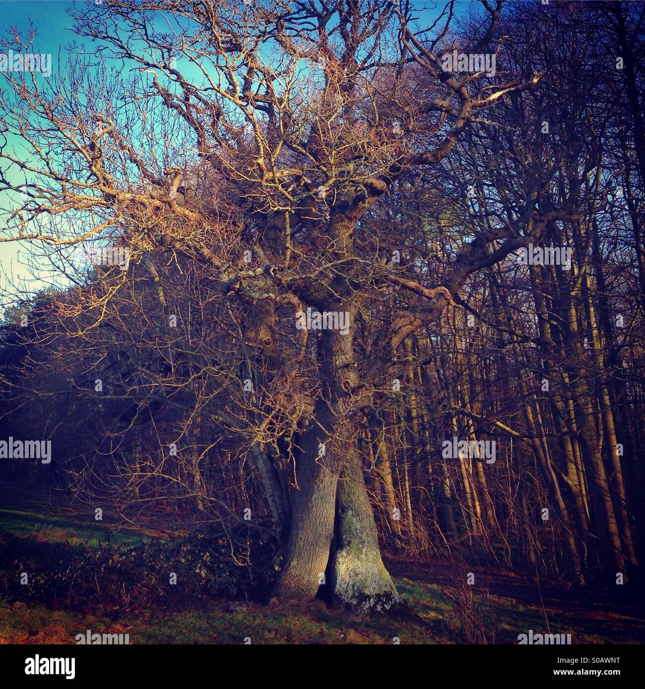Twisted tree in Winter, England - Smartphone Captured Stock Image