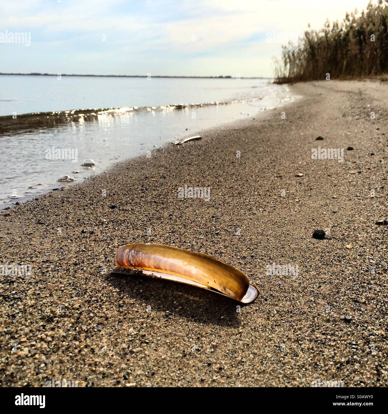 Razor clam on the Jamaica Bay wildlife refuge shore, Brooklyn NYC Stock Photo