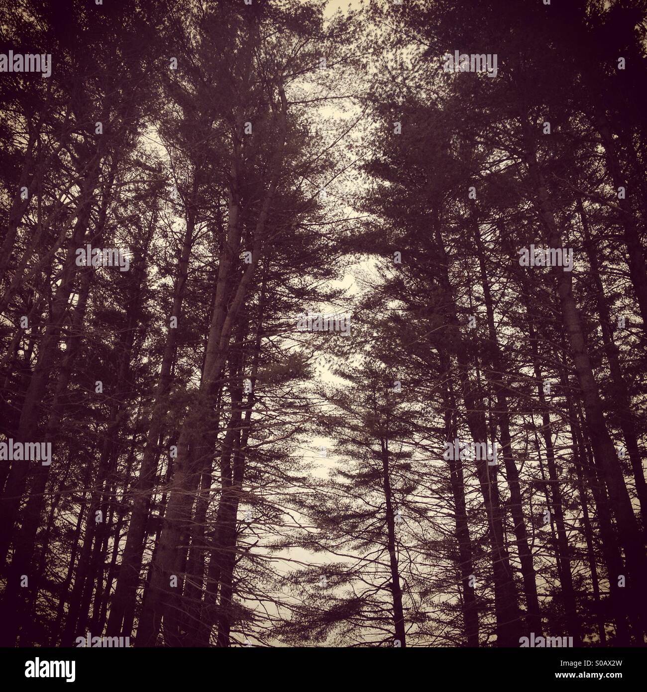 Nature trees trees and trees hi-res stock photography and images - Alamy