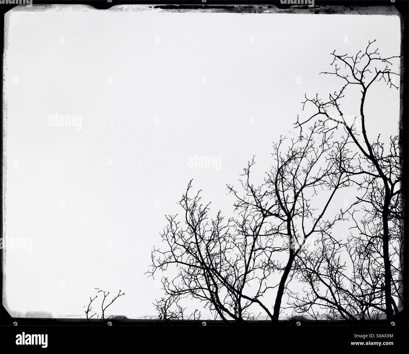 Tree in silhouette - Smartphone Captured Stock Image