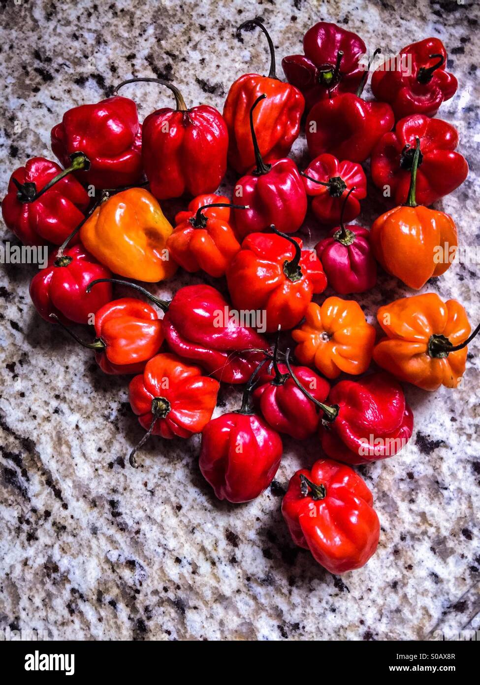 Habanero - Smartphone Captured Stock Image
