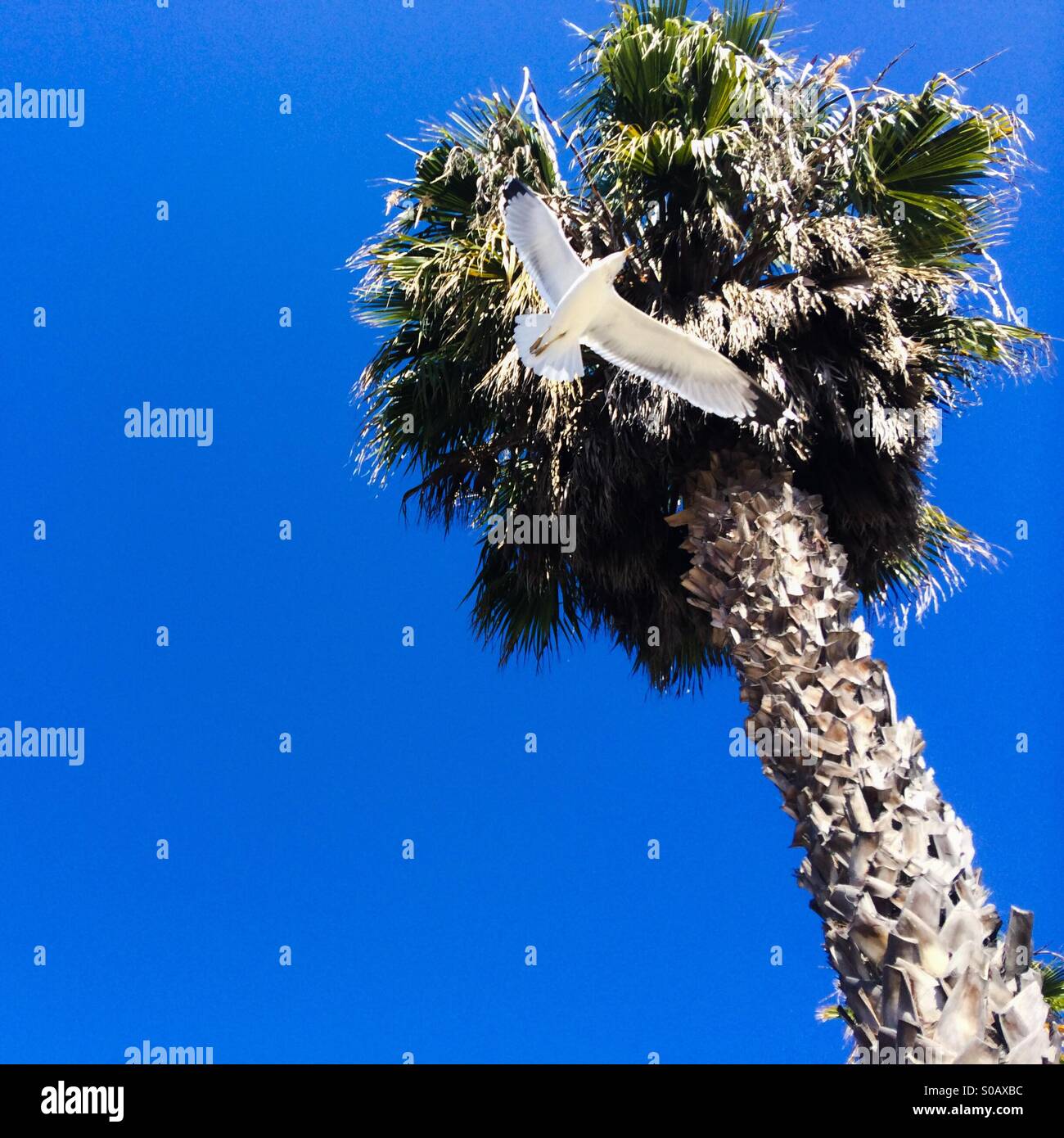 A seagull flies by a palm tree in Santa Barbara, California Stock Photo