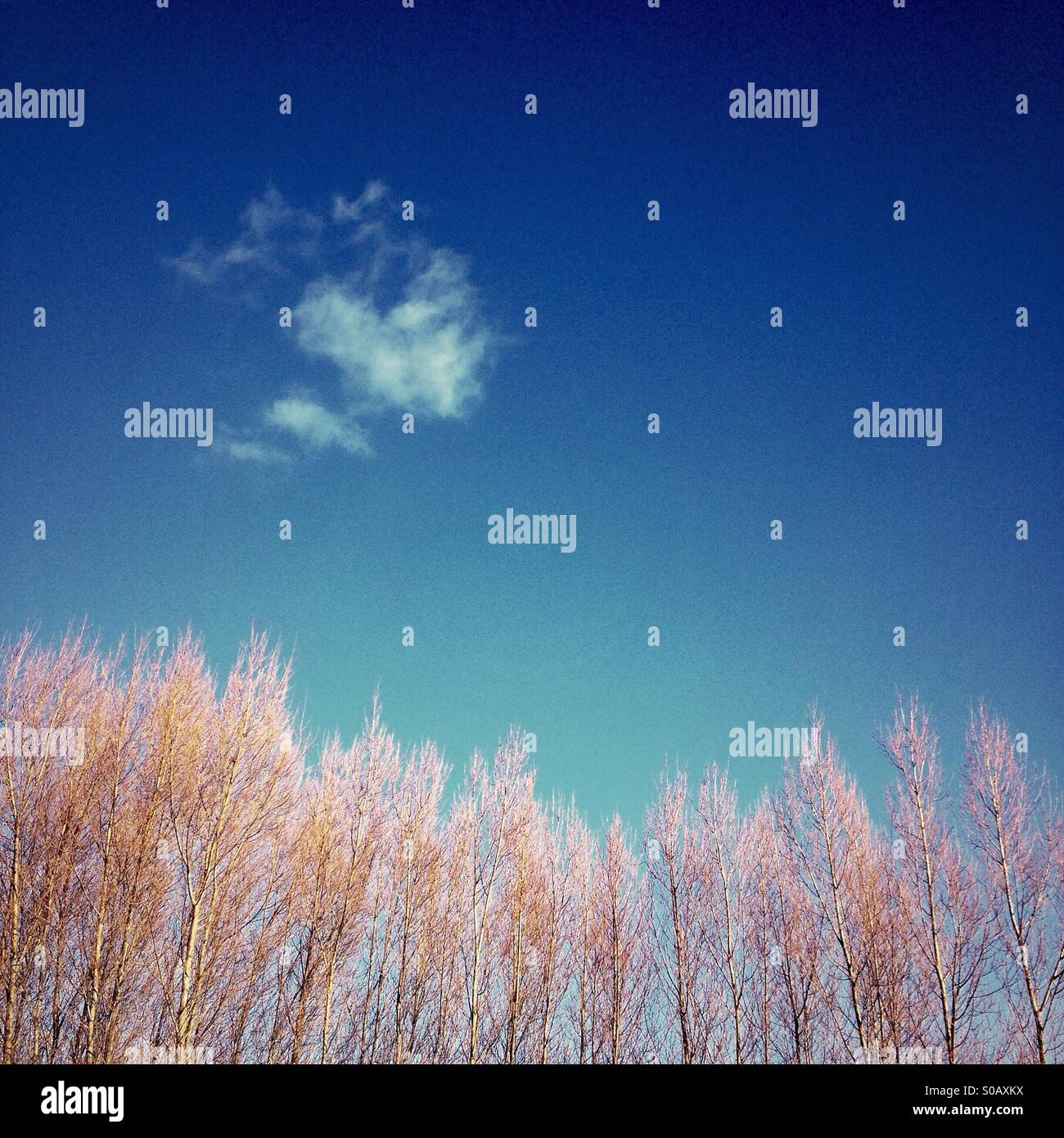 Trees and cloud - Smartphone Captured Stock Image