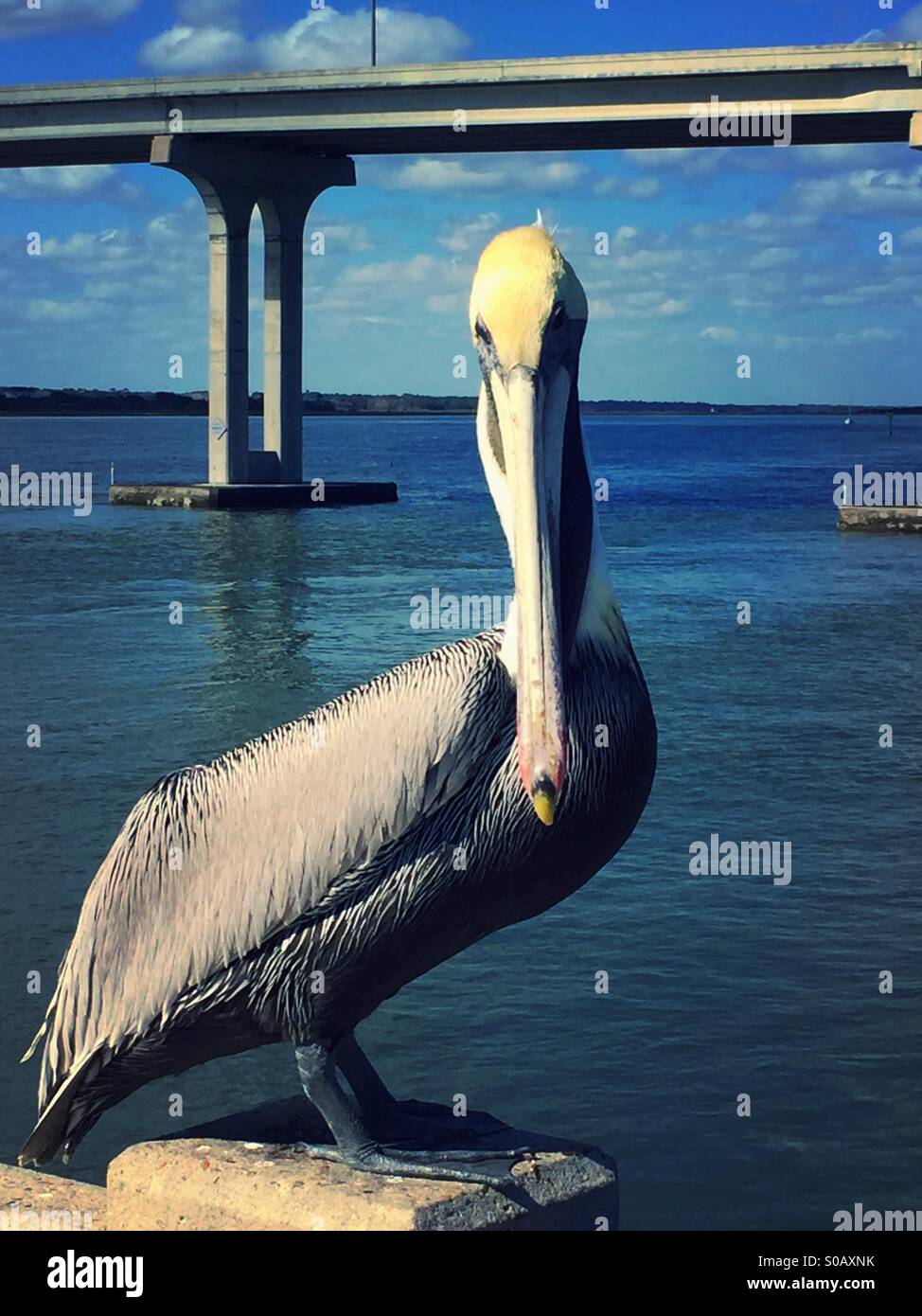 Pelican in Florida, USA - Smartphone Captured Stock Image