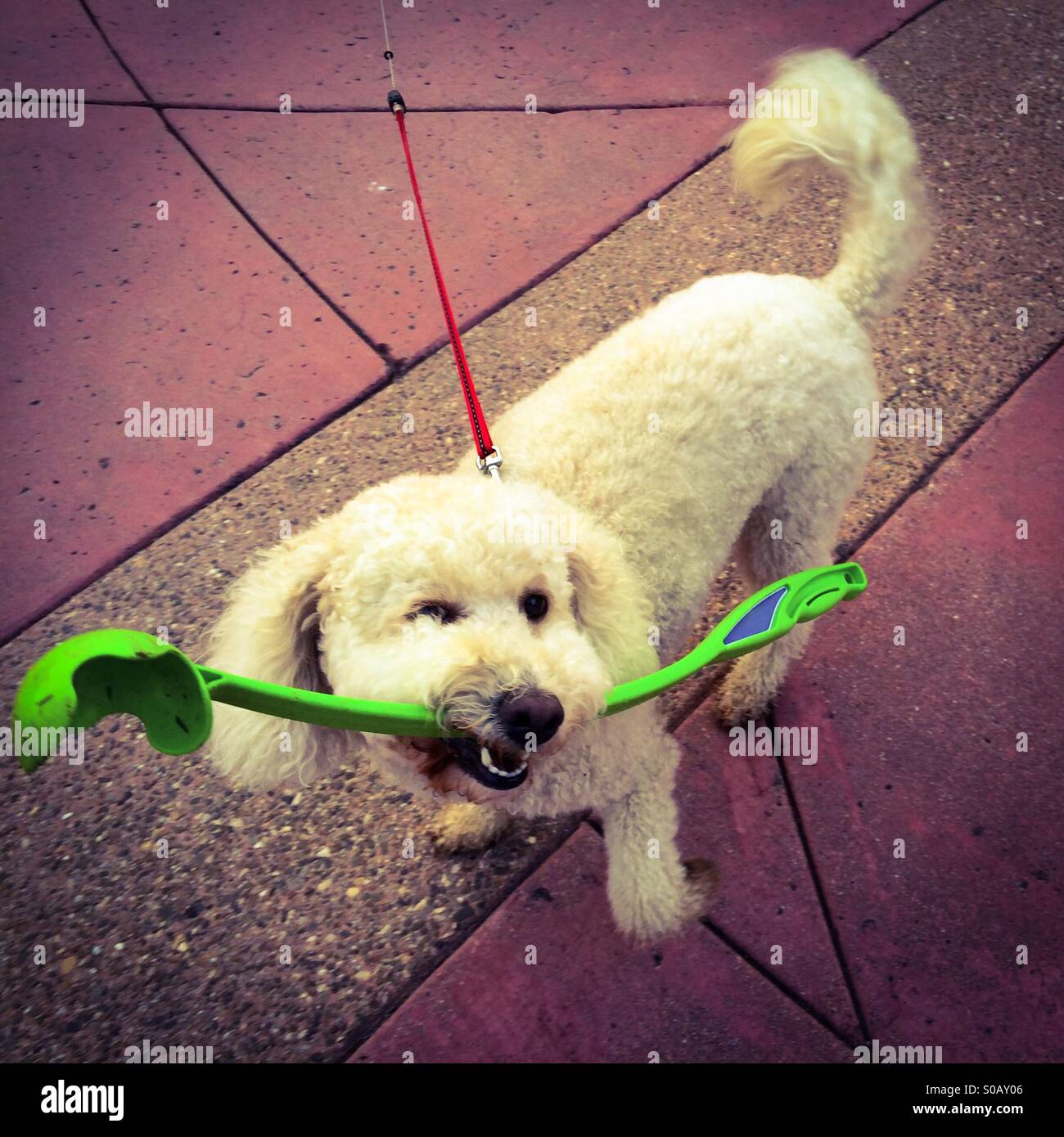 Dog loves to fetch tennis balls Stock Photo Alamy