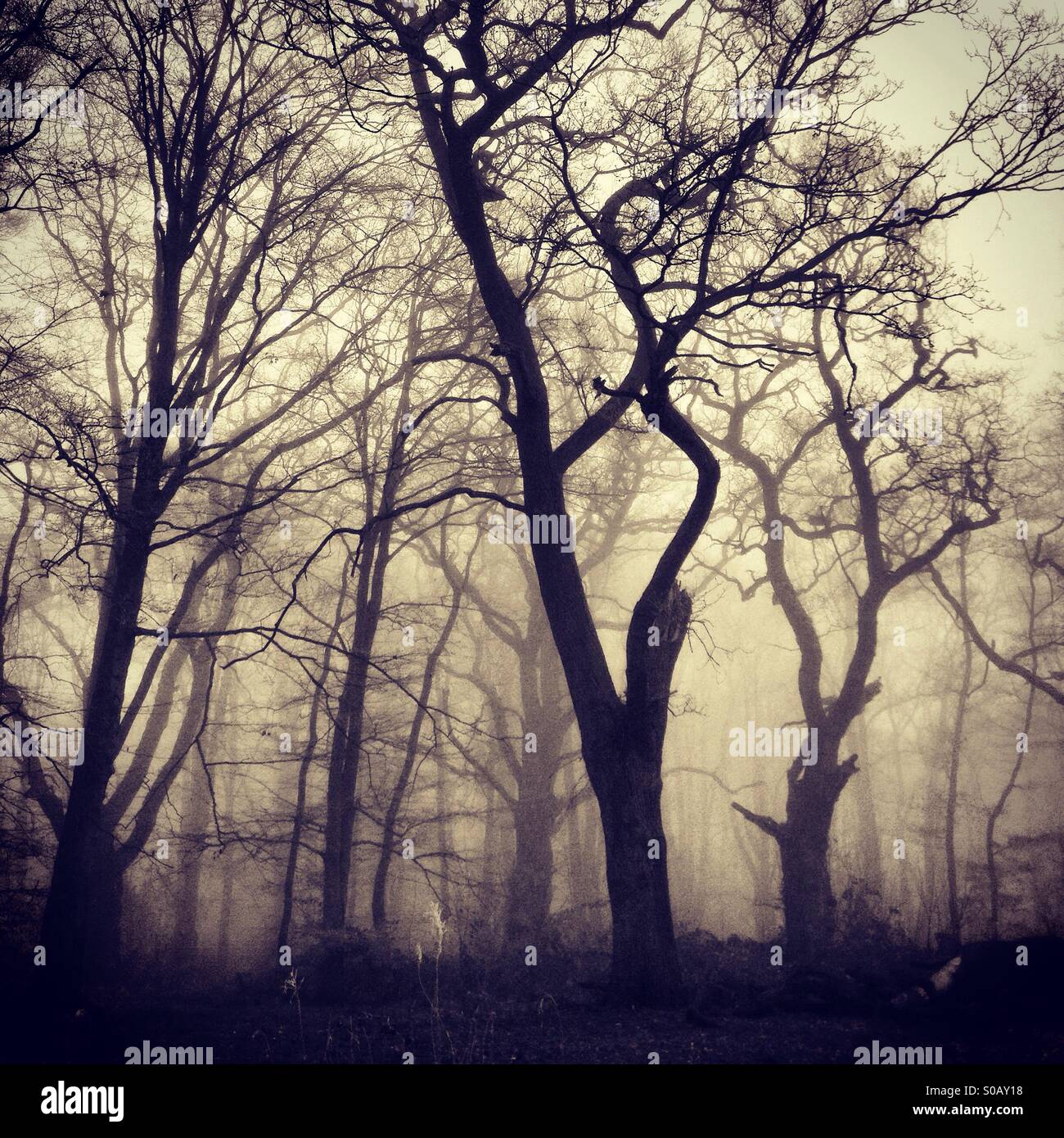 Misty woodland, England, UK - Smartphone Captured Stock Image