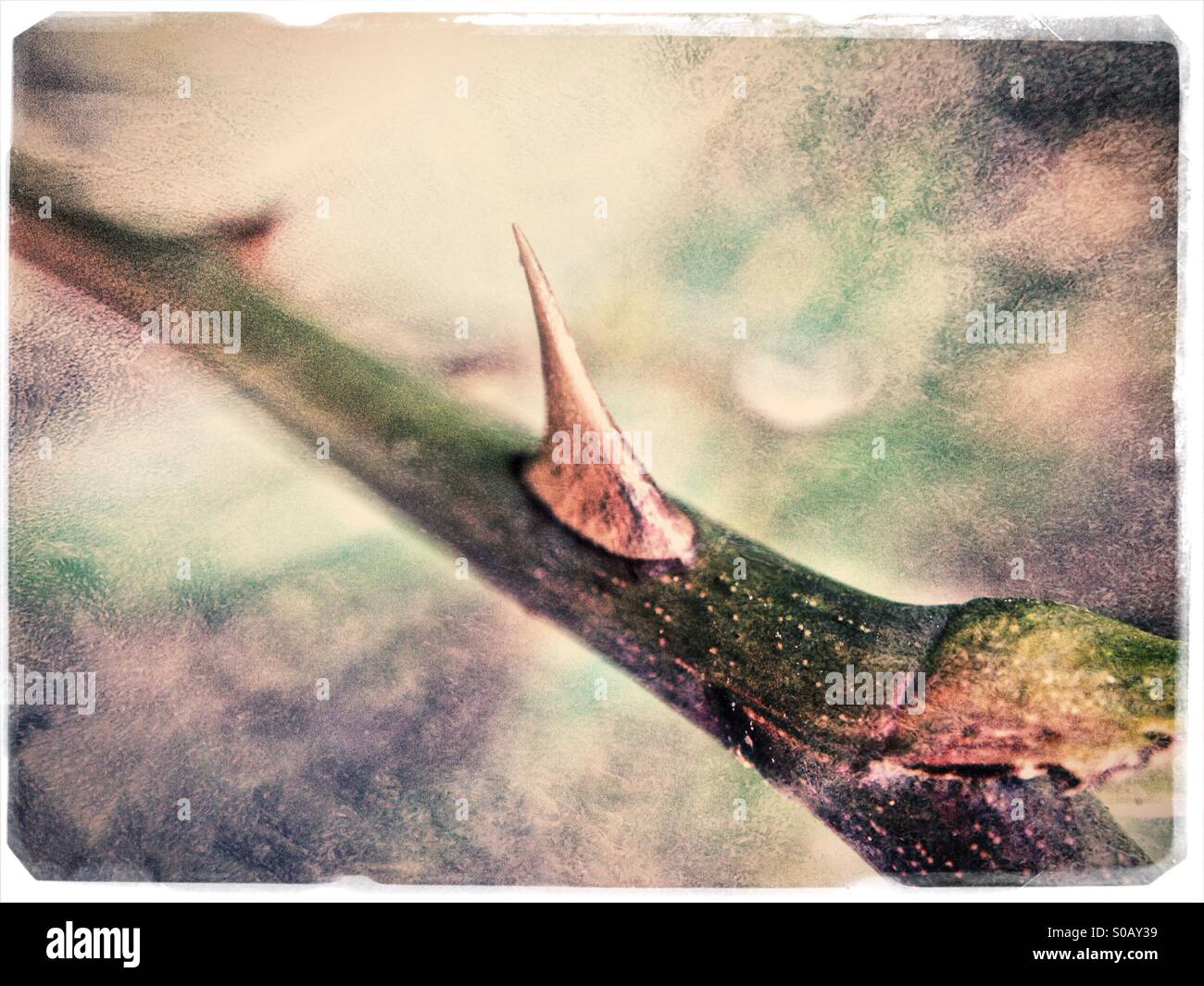 Rose thorn - Smartphone Captured Stock Image