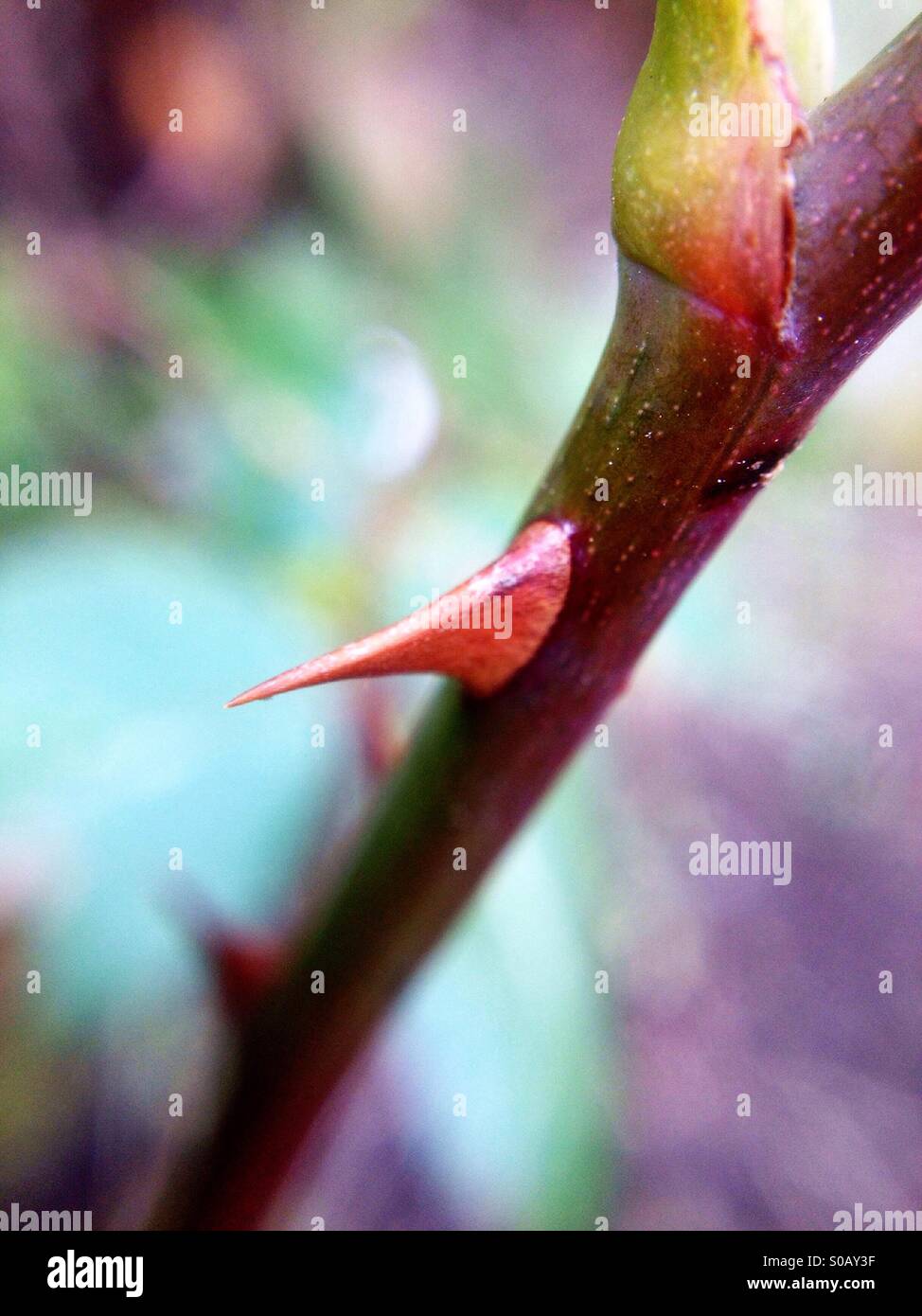 Rose thorn - Smartphone Captured Stock Image