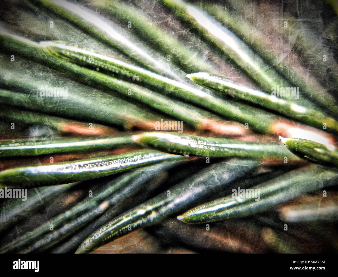 Pine needles - Smartphone Captured Stock Image