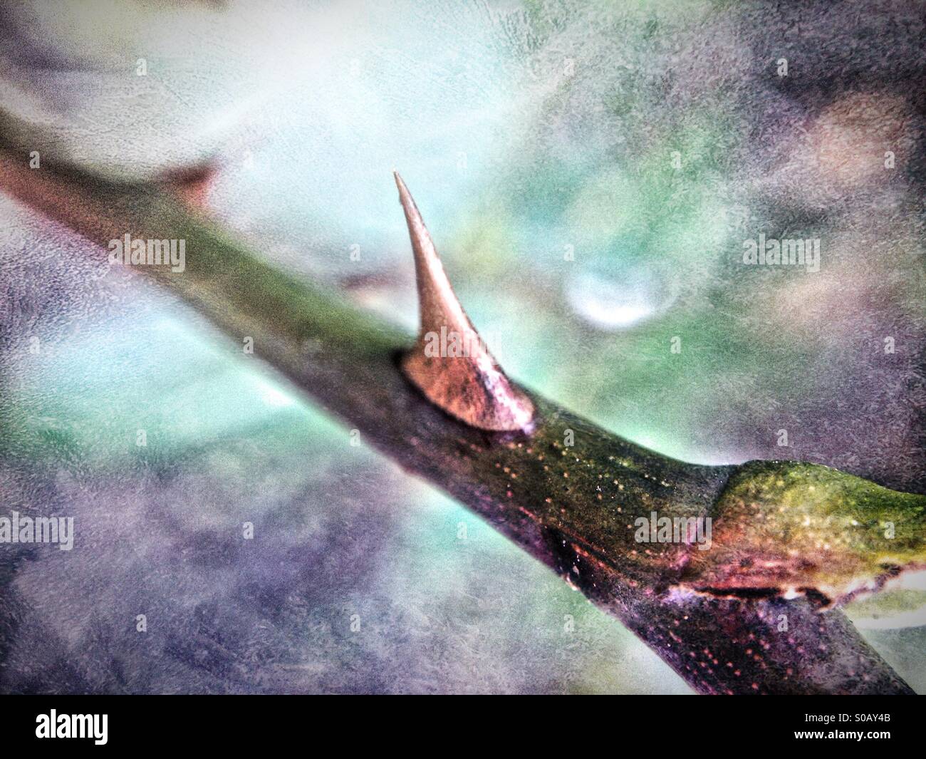 Rose thorn - Smartphone Captured Stock Image