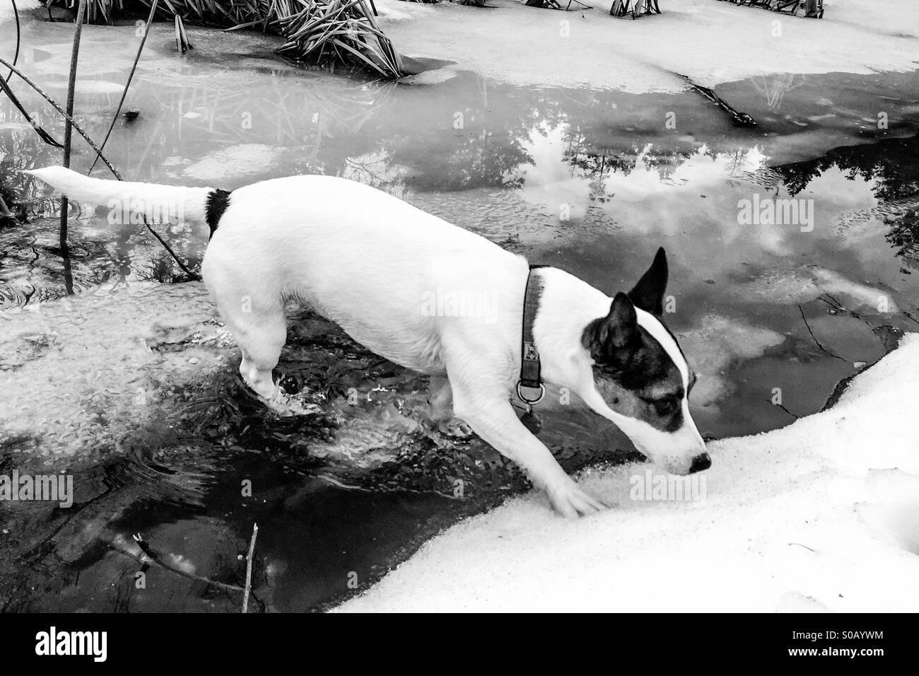 Dog walking across the partially frozen pond. In black and white. - Smartphone Captured Stock Image