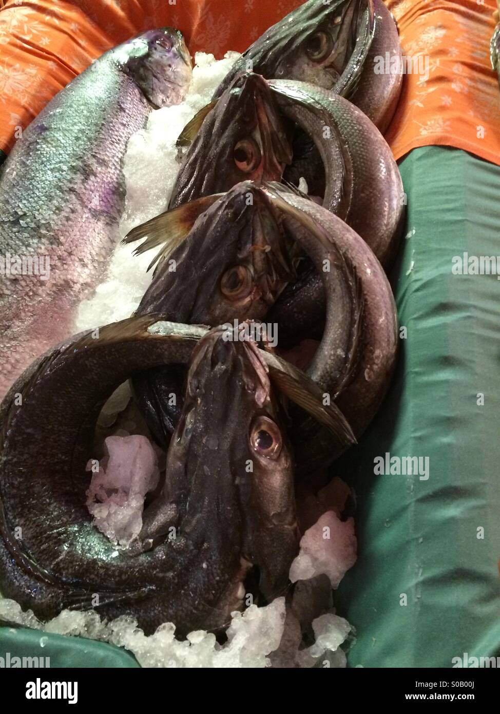 Fresh fish in Barcelona market Stock Photo Alamy