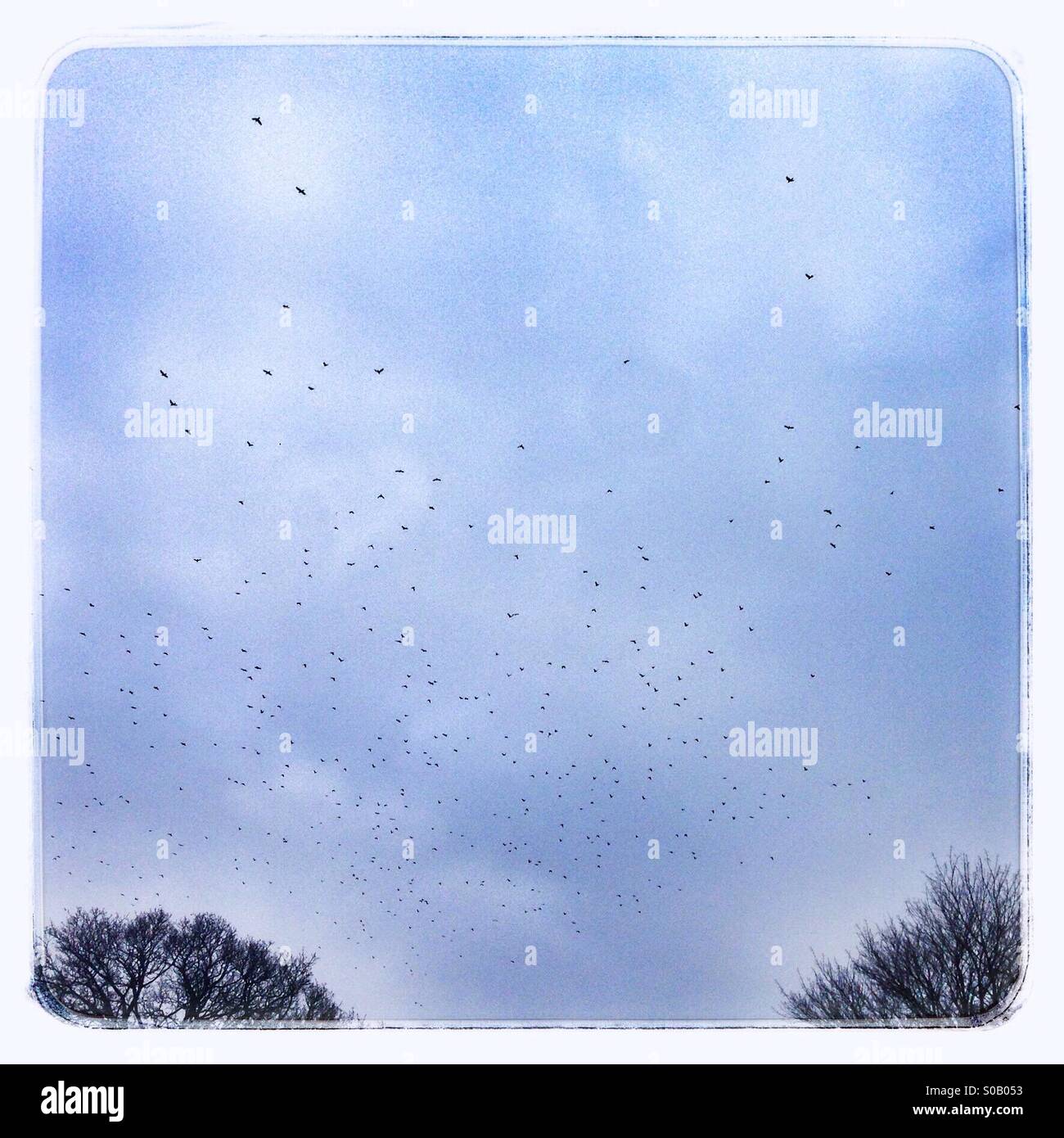 Large Flock of birds starlings Hampshire, England, United Kingdom. - Smartphone Captured Stock Image