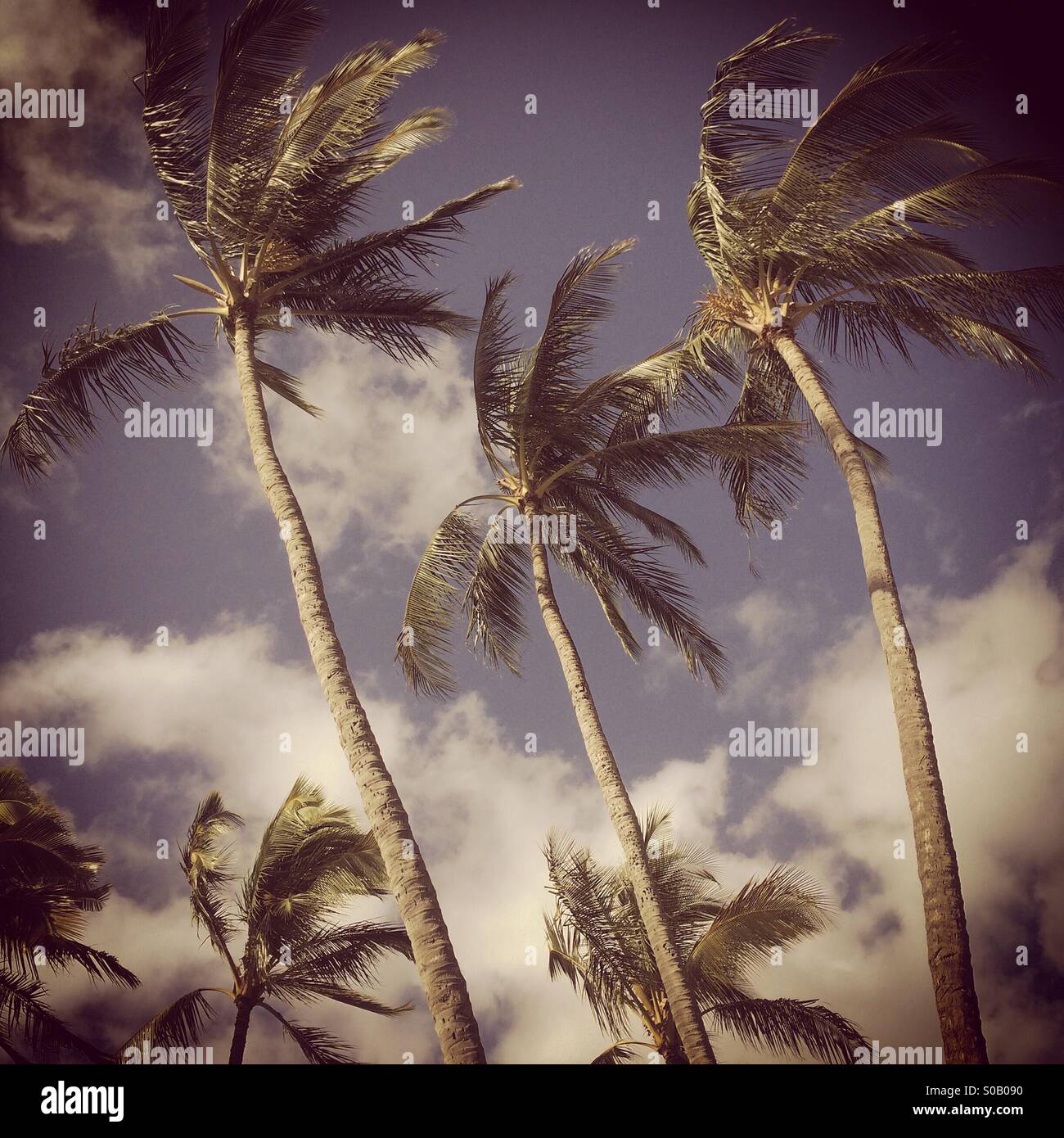 Wind in the Palms, Hawaii - Smartphone Captured Stock Image Wind in the Palms, Hawaii - Smartphone Captured Stock Image