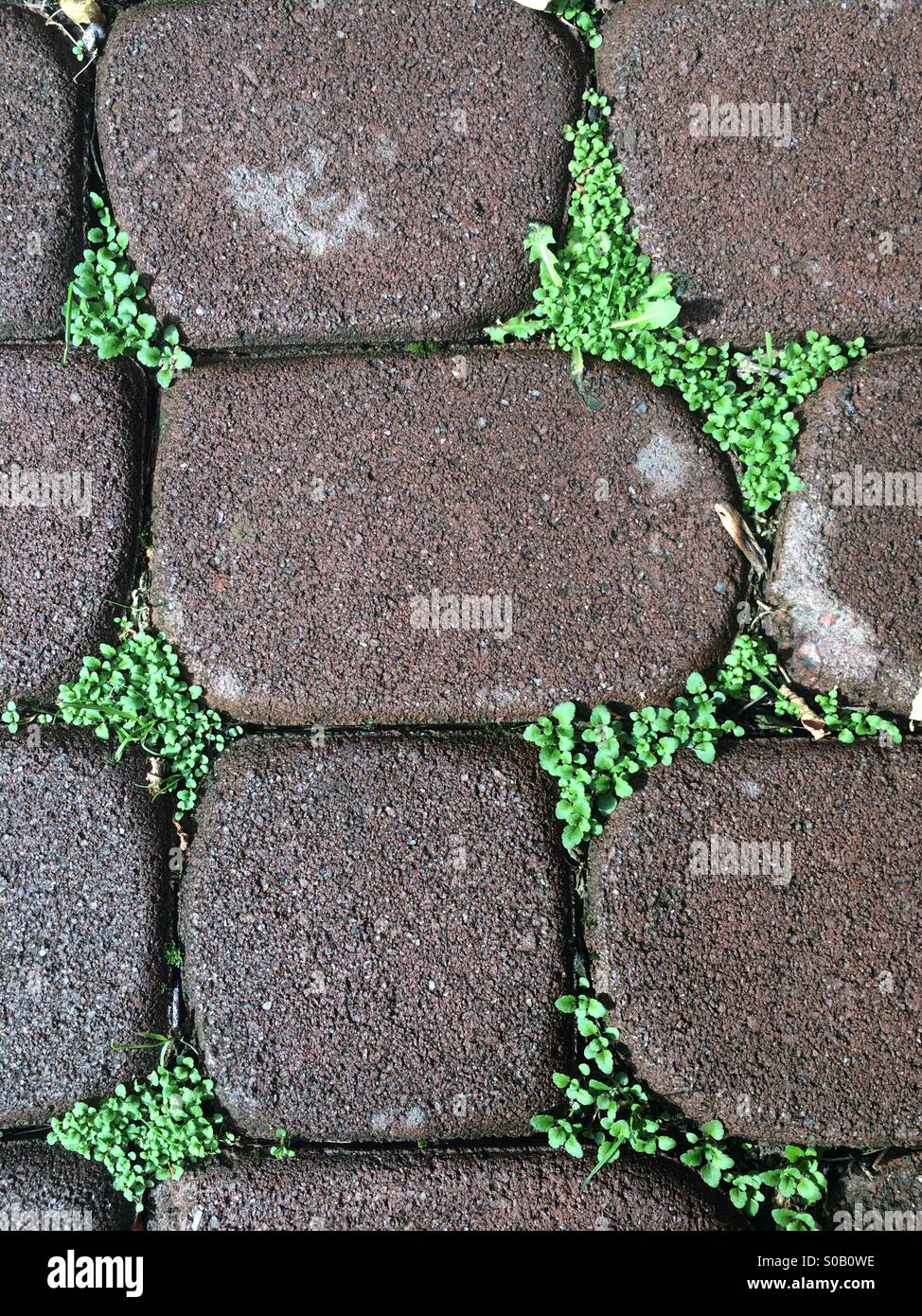 Growing Through Pavement Hi Res Stock Photography And Images Alamy