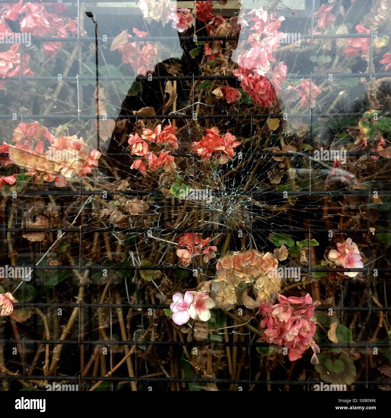 A figure is reflected in the broken window of a closed-down florist shop in Birmingham, England, UK. Stock Photo