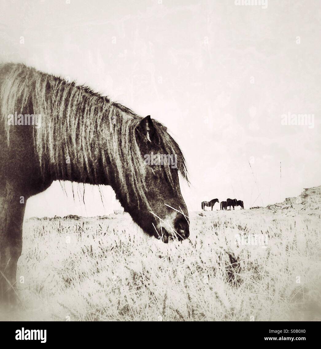 Dartmoor ponies - Smartphone Captured Stock Image