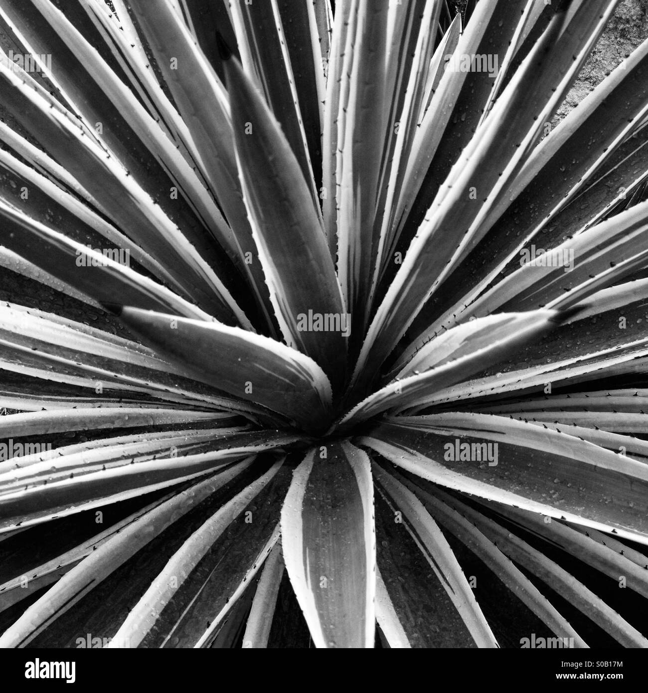 Plant - Smartphone Captured Stock Image