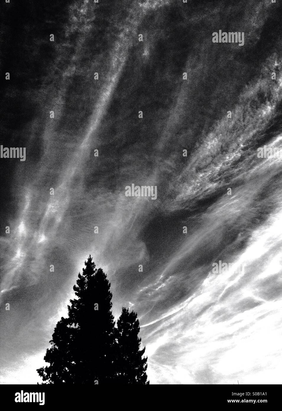 Streaming clouds over a single redwood tree, in black and white - Smartphone Captured Stock Image