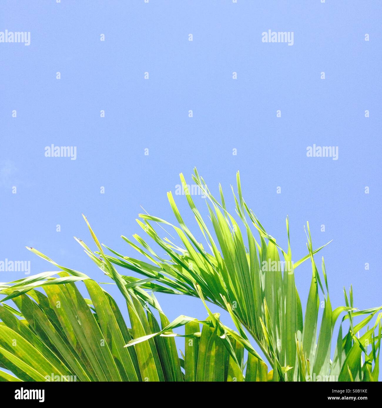 Plant - Smartphone Captured Stock Image