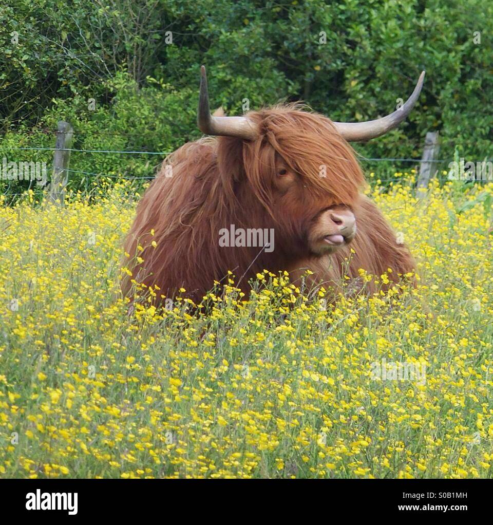 in Kelty Fife Stock Photo Alamy