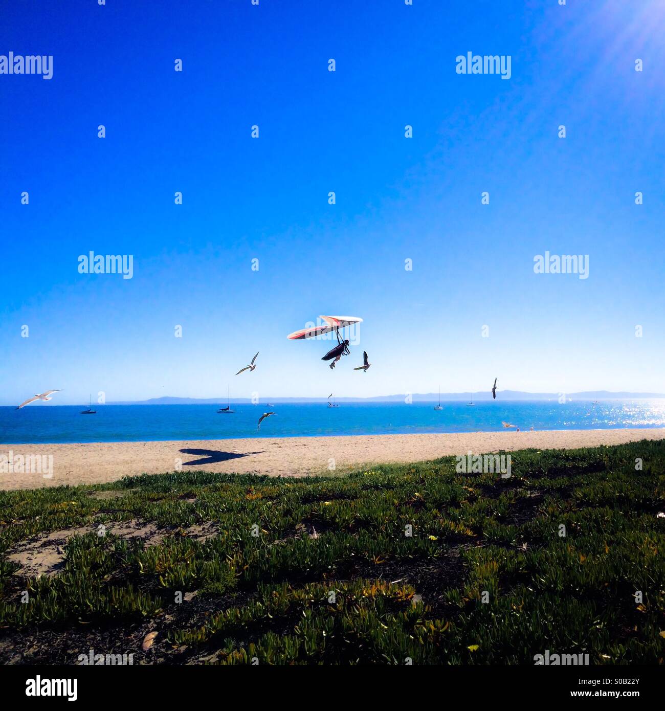 Hang glider lands on the beach in Santa Barbara, California USA escorted by birds. - Smartphone Captured Stock Image
