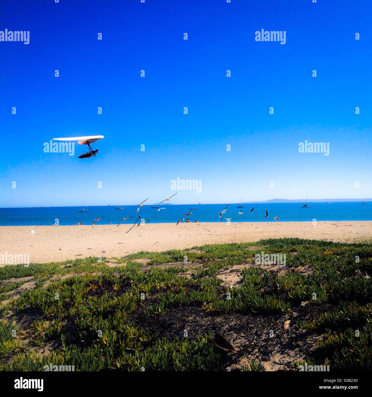 Hang glider lands on the beach in Santa Barbara, California USA escorted by birds. - Smartphone Captured Stock Image