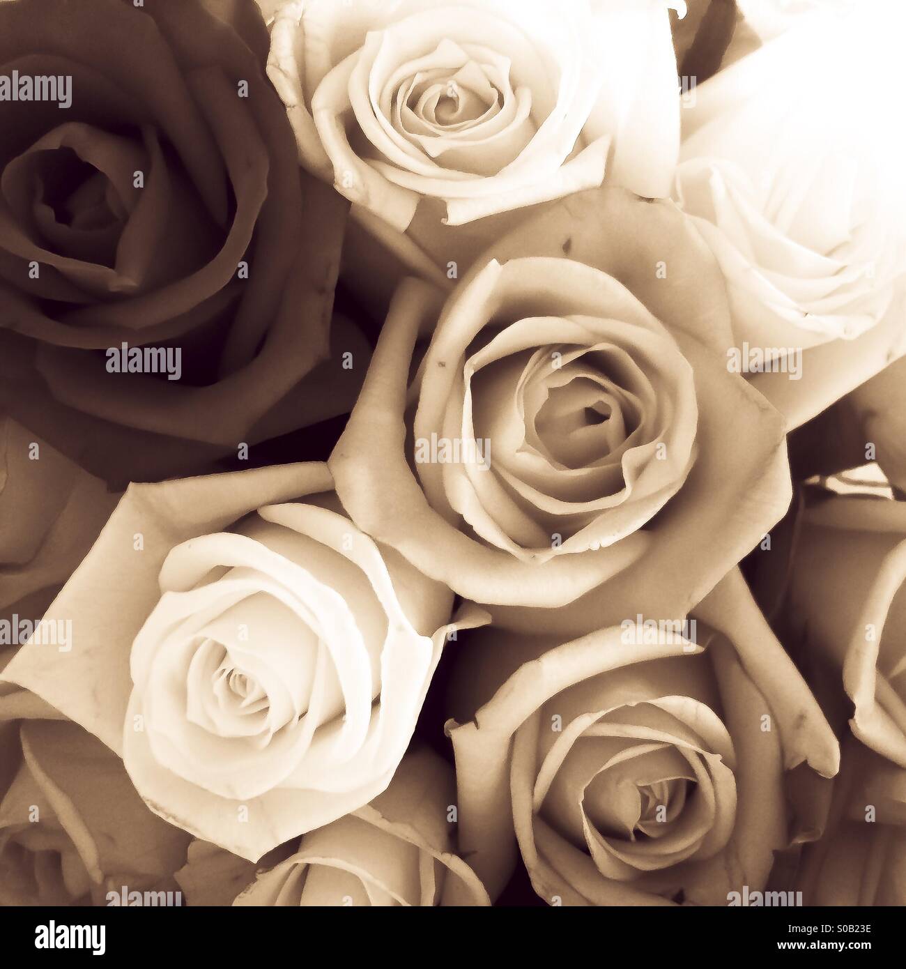 Tonal Roses Backgrounds tonal hi-res stock photography and images - Alamy