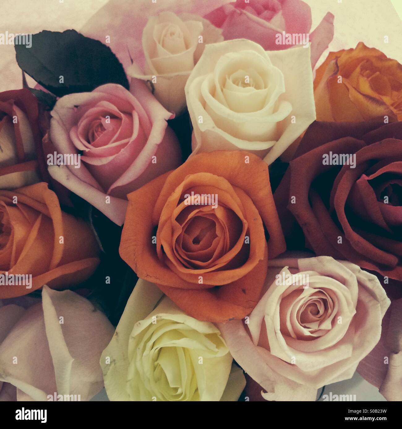 Bouquet of roses, muted Polaroid look Stock Photo - Alamy