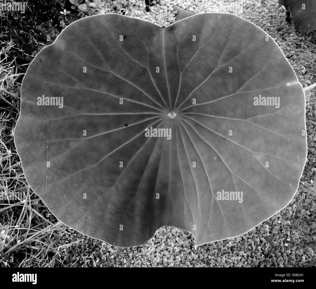 Lotus leaf in black and white - Smartphone Captured Stock Image