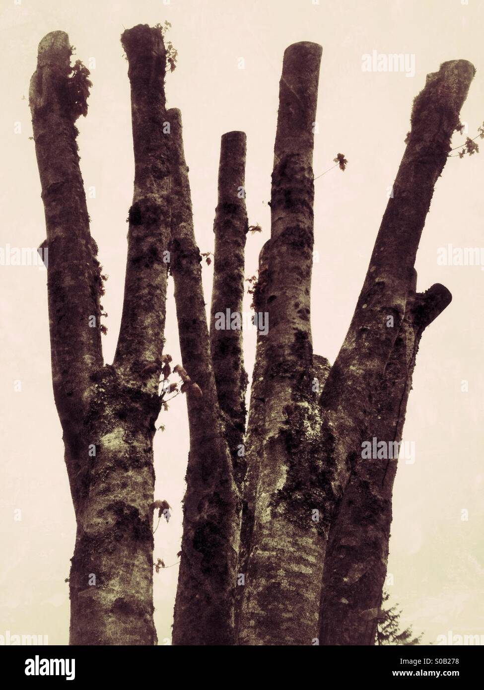 Old tree stumps - Smartphone Captured Stock Image