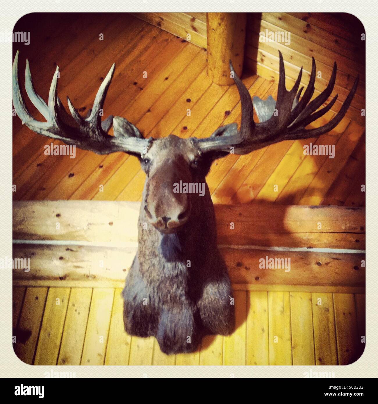 Moose head taxidermy trophy mounted and hanging on a wall in a wooden