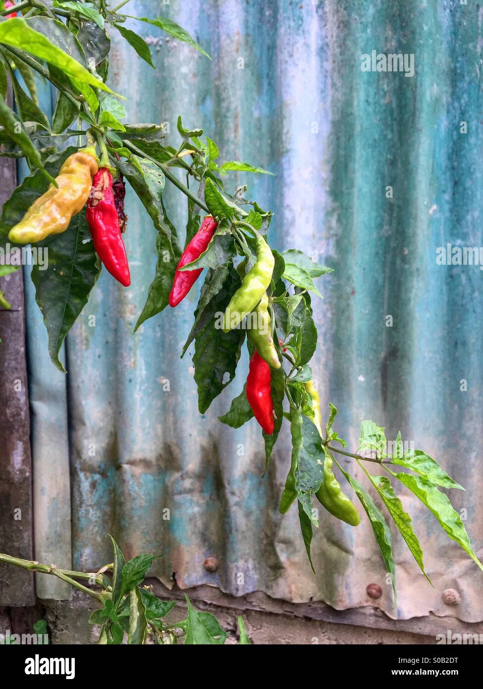 Chili pepper plant growing against a corrugated wall. - Smartphone Captured Stock Image