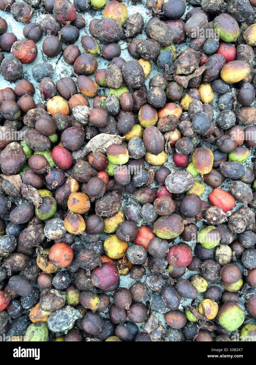 Coffee Bean Fruit Drying in the Sun - Smartphone Captured Stock Image