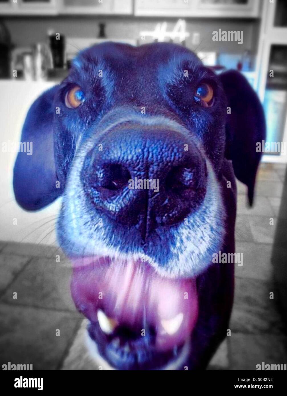 Slobber mouth hires stock photography and images Alamy