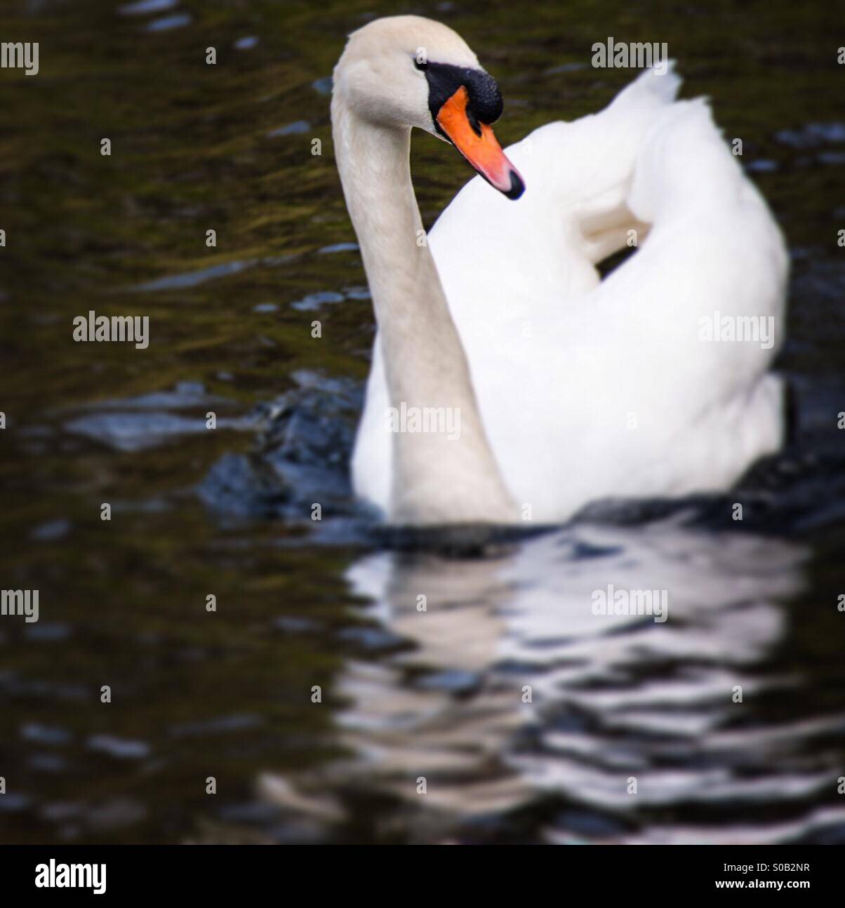 Elegant swan swimming on lake - Smartphone Captured Stock Image
